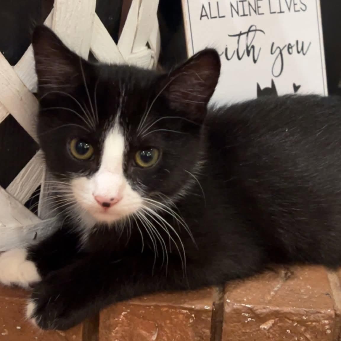 Martin - Domestic Short Hair