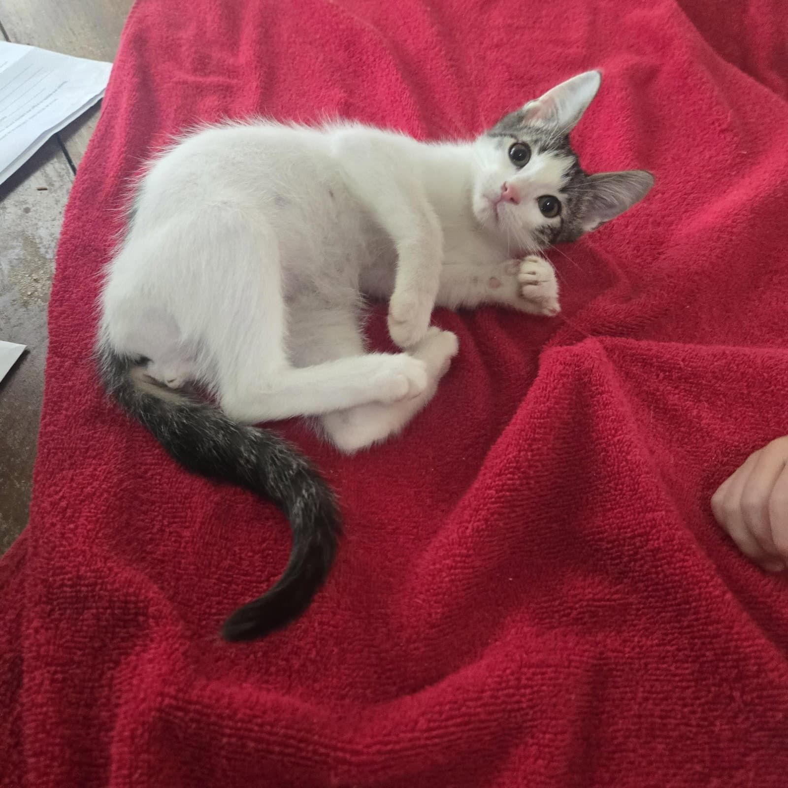 Obi-Wan-Kenobi - Domestic Short Hair