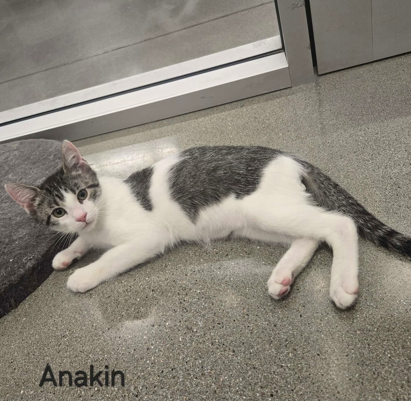 Anakin - Domestic Short Hair