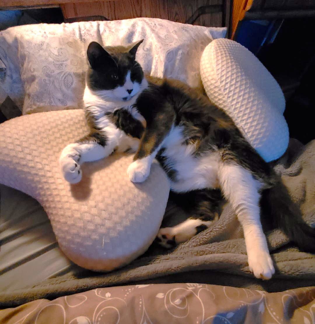 Chloe - Domestic Medium Hair
