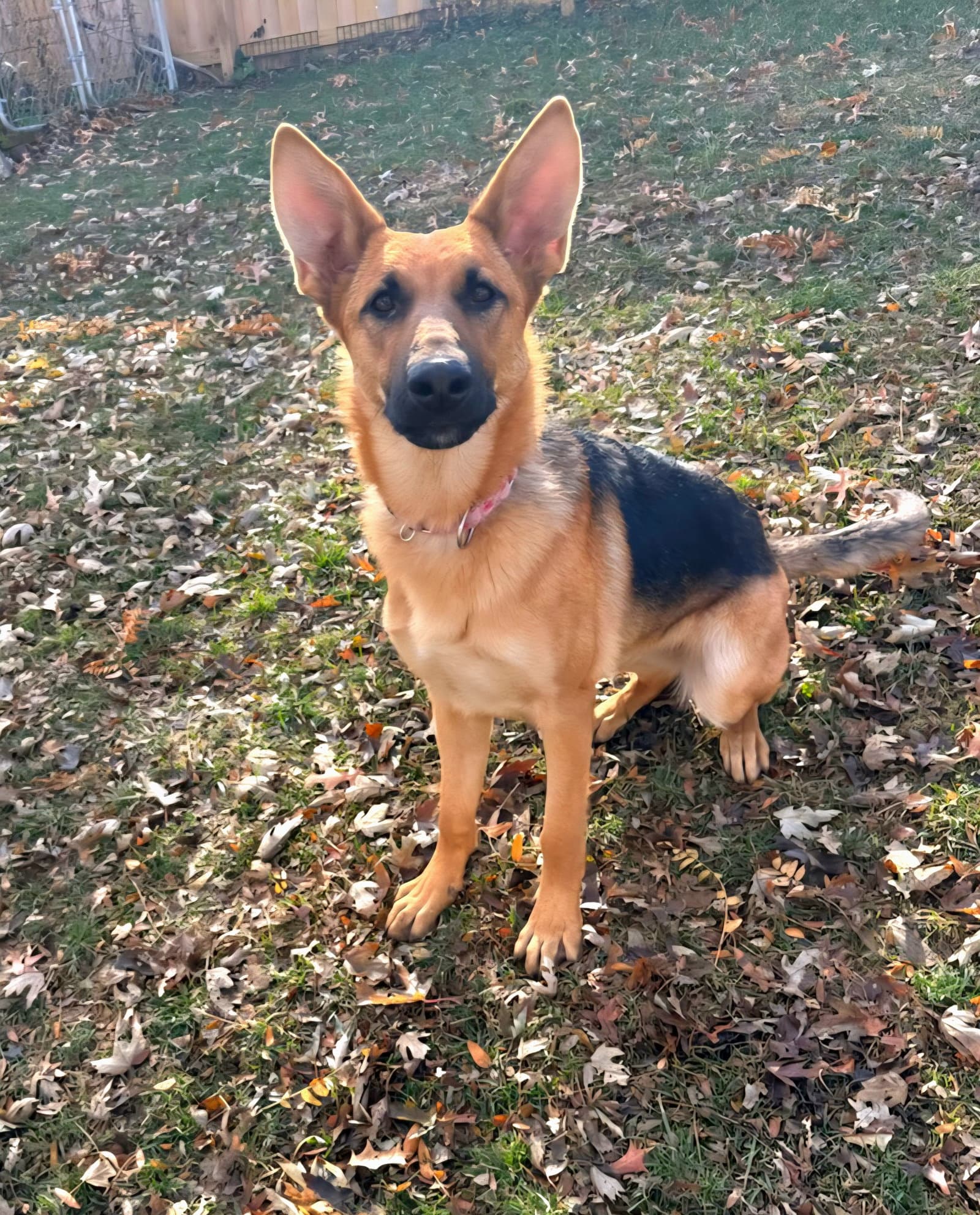 Nora - German Shepherd Dog
