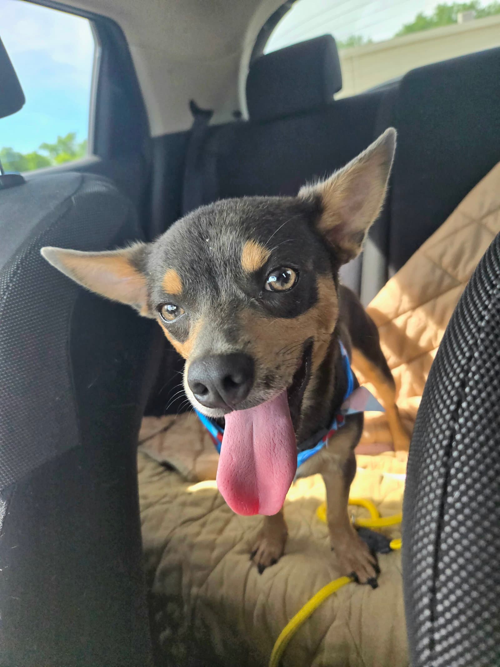 Gummy Bear - Miniature Pinscher