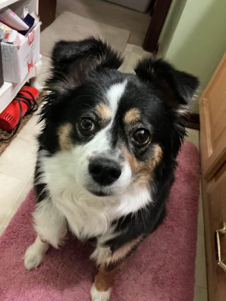Mia - Australian Shepherd
