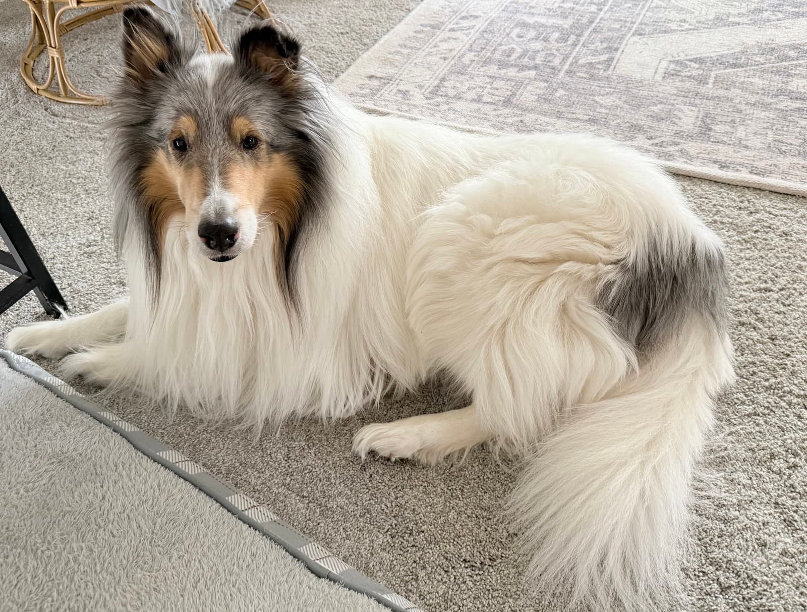 Yukom - Collie