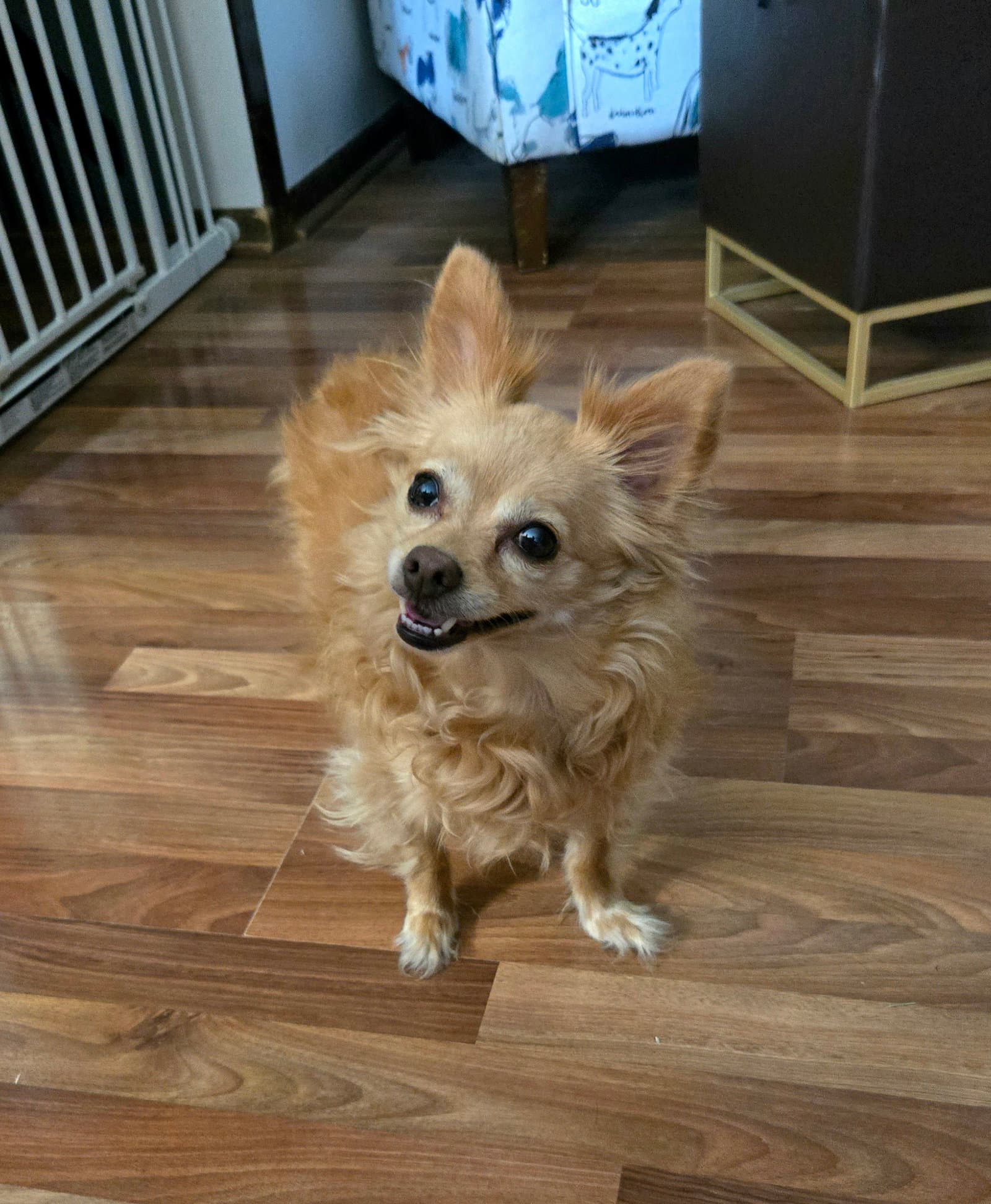Agnes - Chihuahua