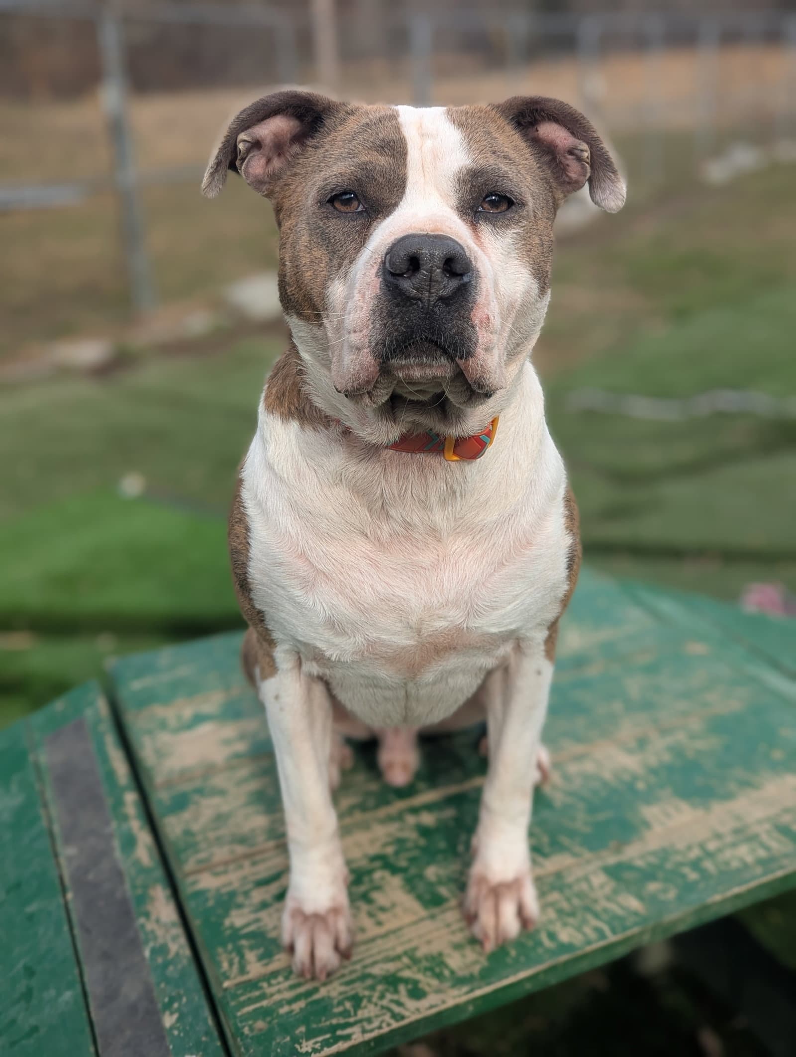 Osbourne - American Staffordshire Terrier