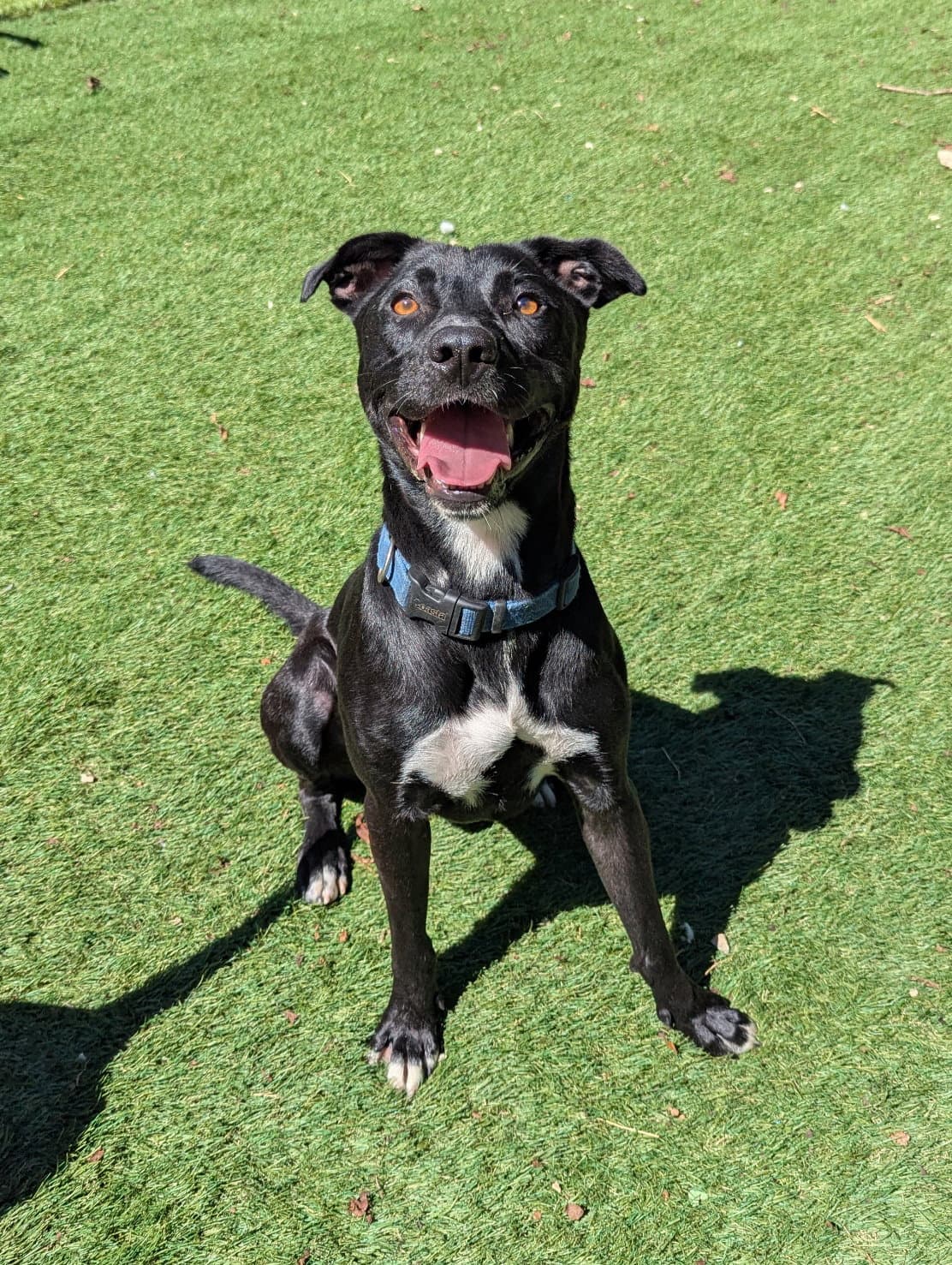 Harley - Black Labrador Retriever