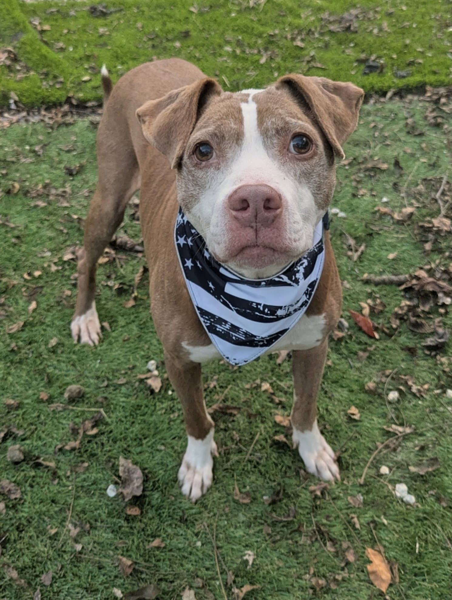 Jake - American Staffordshire Terrier