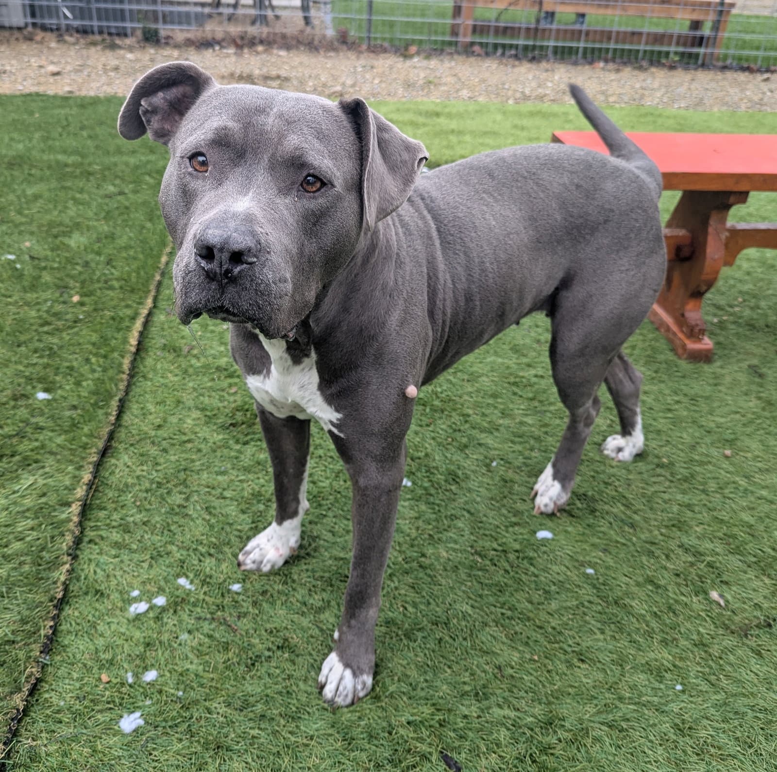 Minka - American Pit Bull Terrier