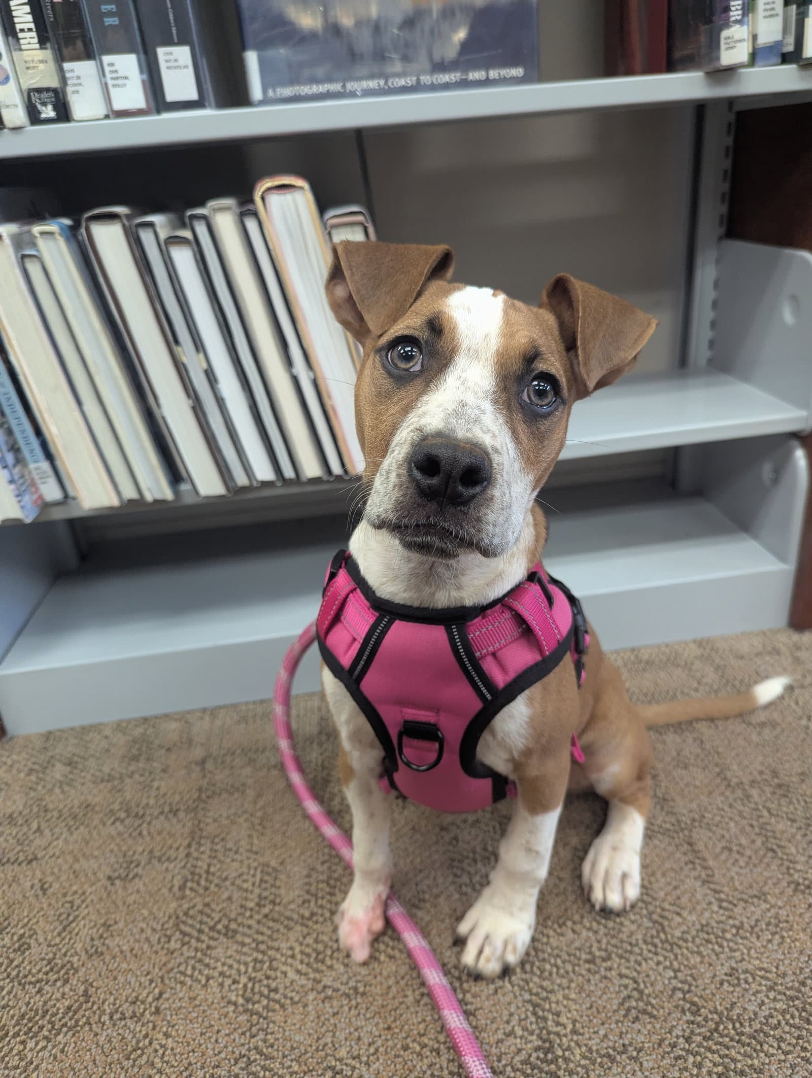 Becca - Boxer