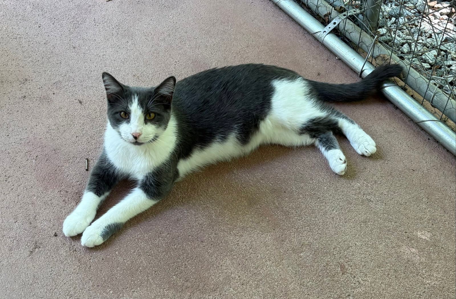 Nugget - Domestic Short Hair