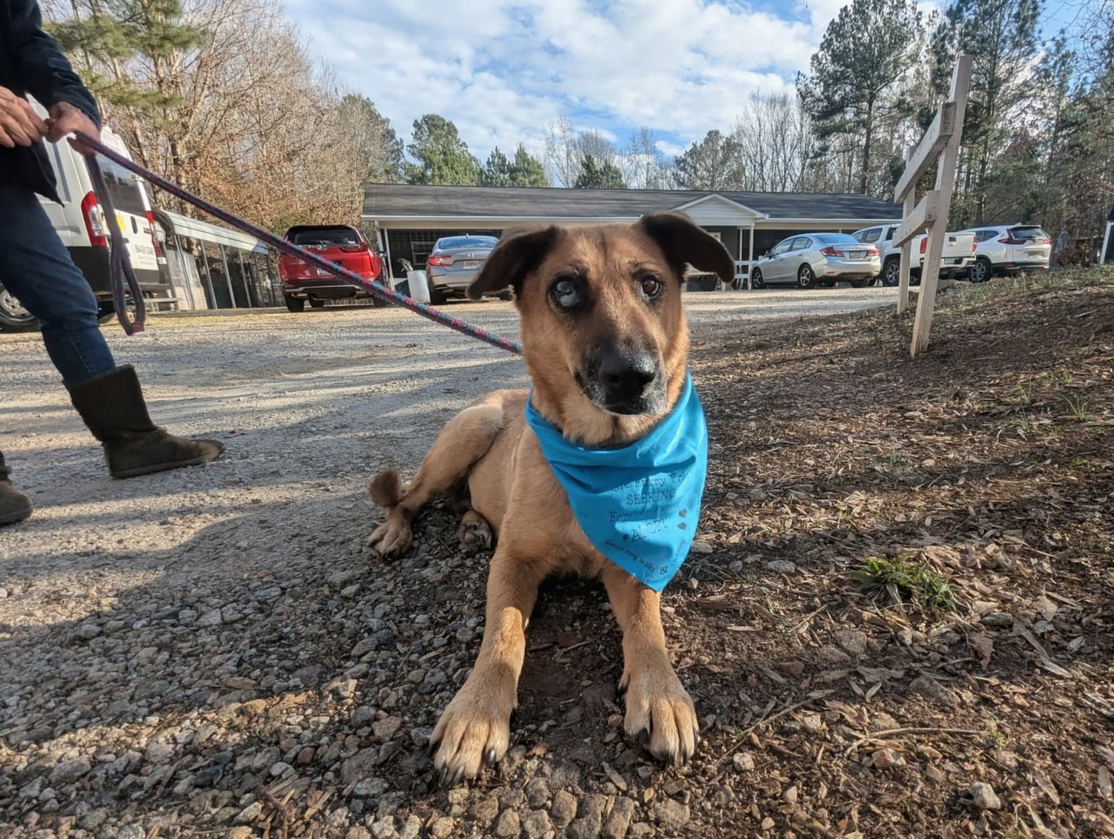 Brandie - German Shepherd Dog