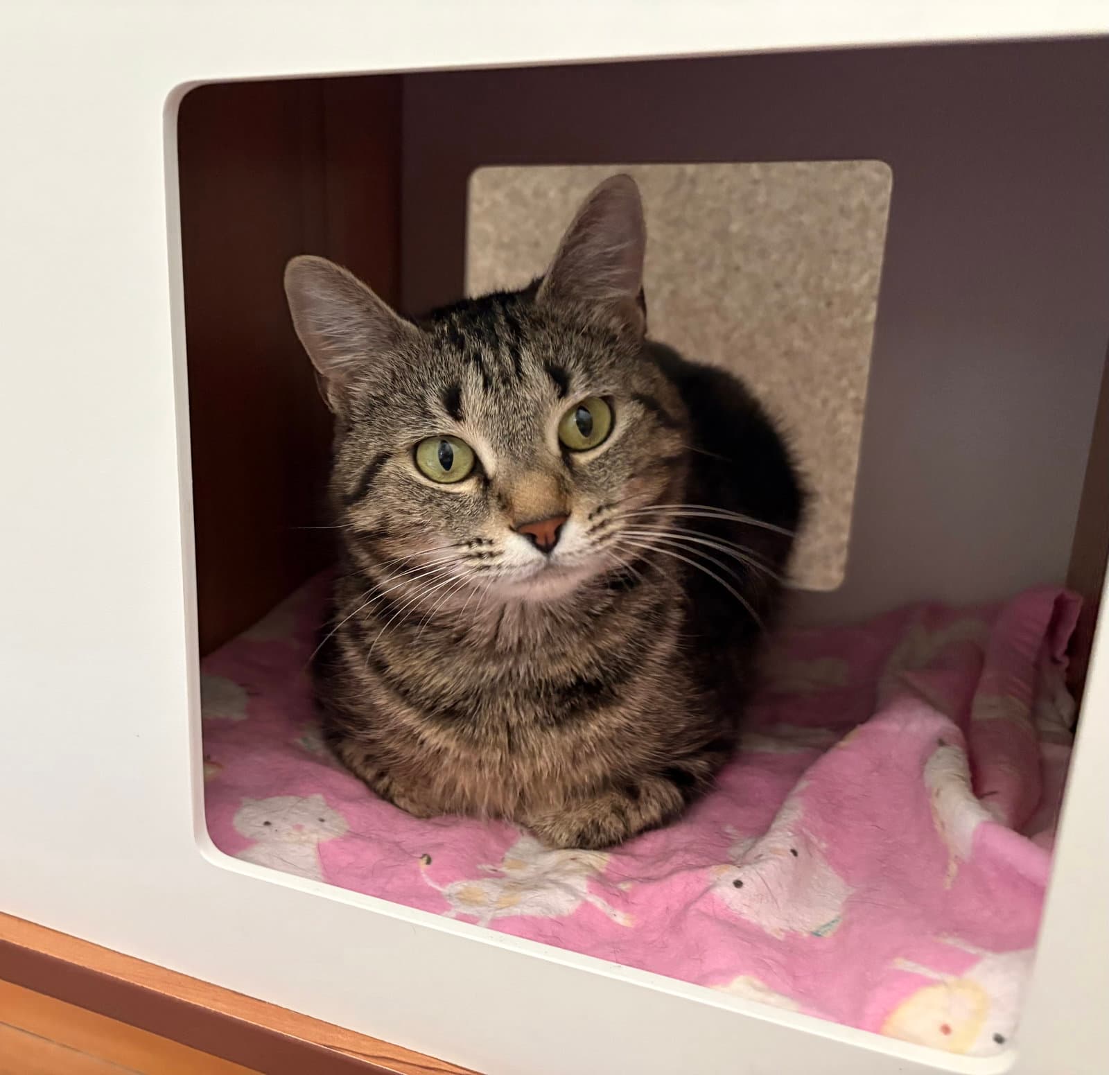 Daisy - Domestic Short Hair