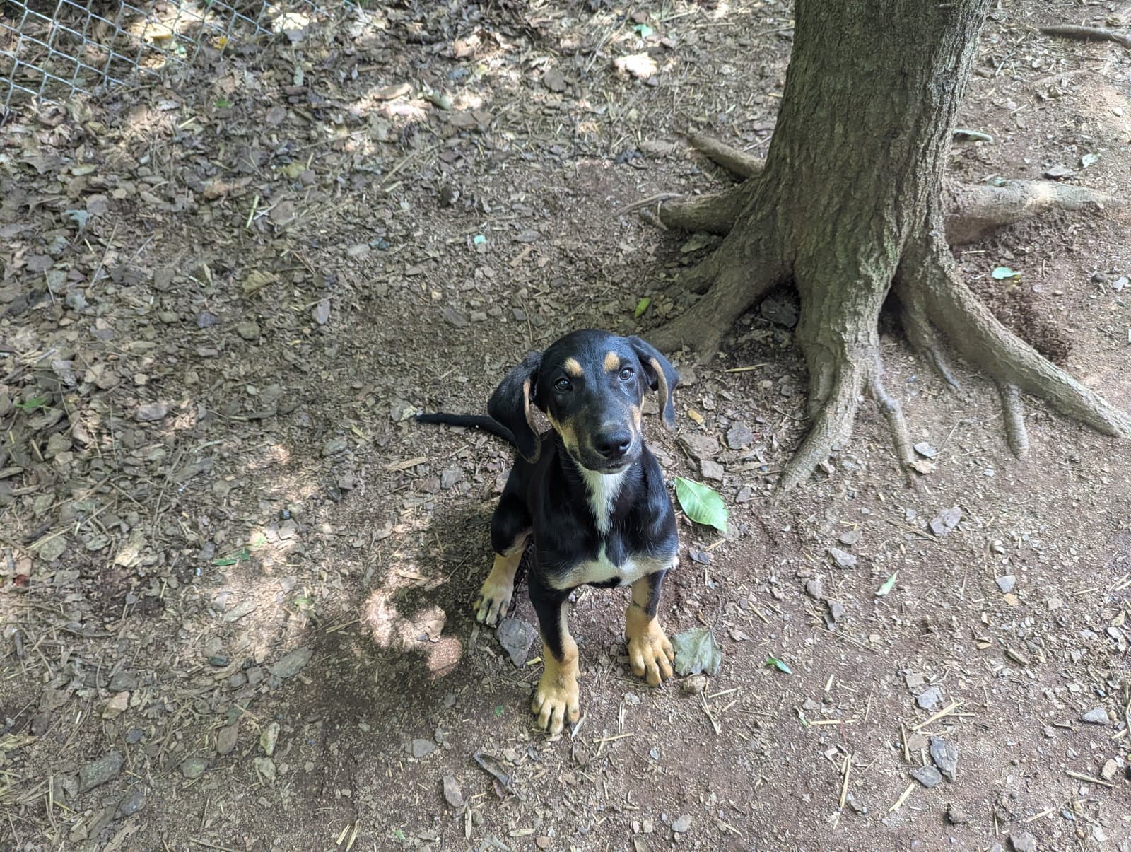 Sully - Hound