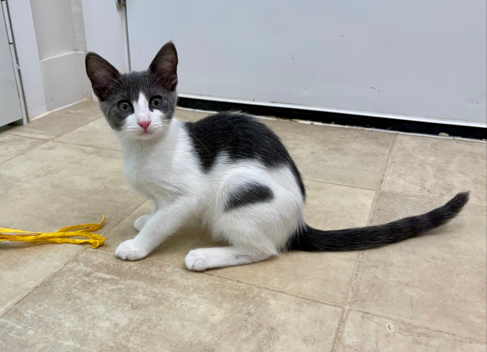 Radar - Domestic Short Hair
