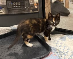 Kira image 2