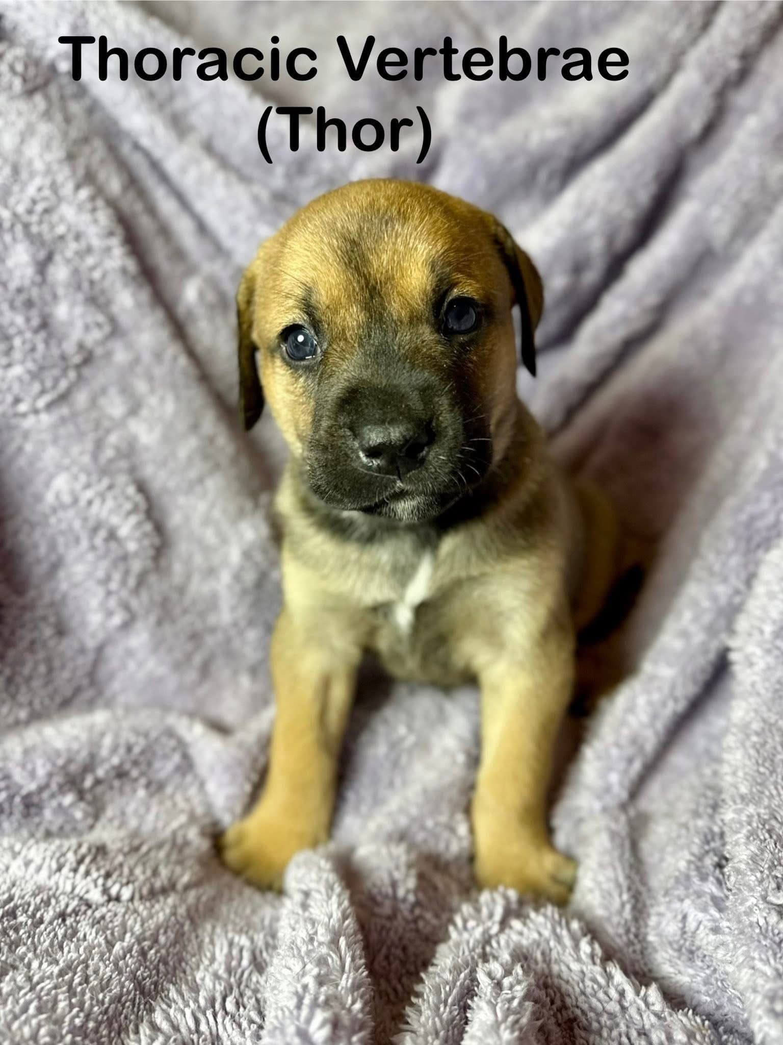 Thor - Unknown