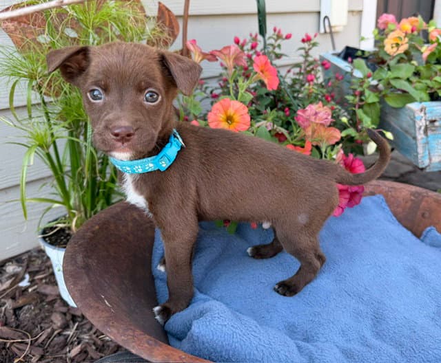 Willmar - Labrador Retriever