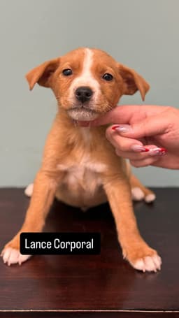 Lance Corporal image 1