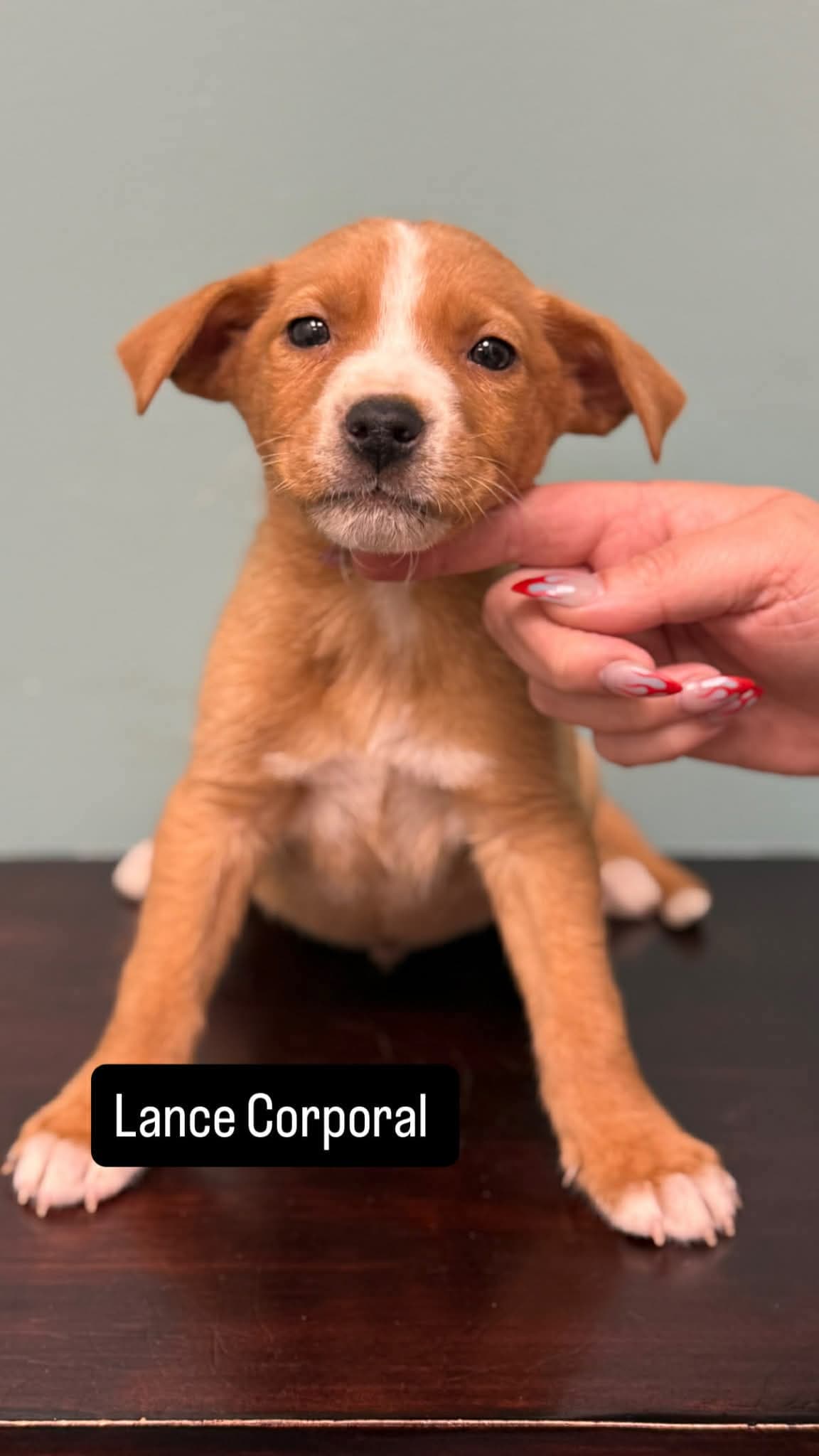 Lance Corporal - Labrador Retriever