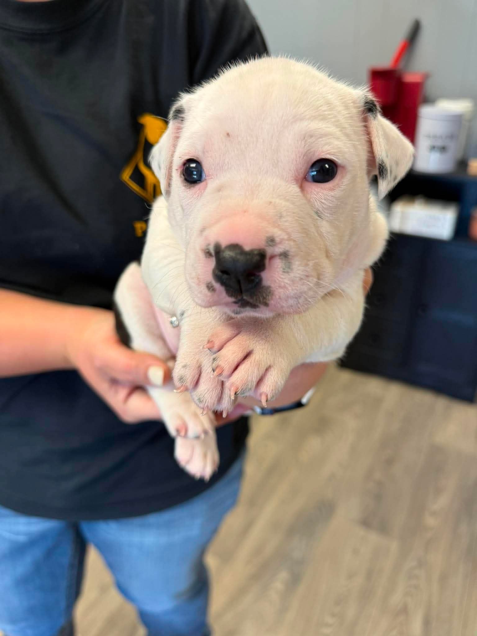 Clover - American Staffordshire Terrier