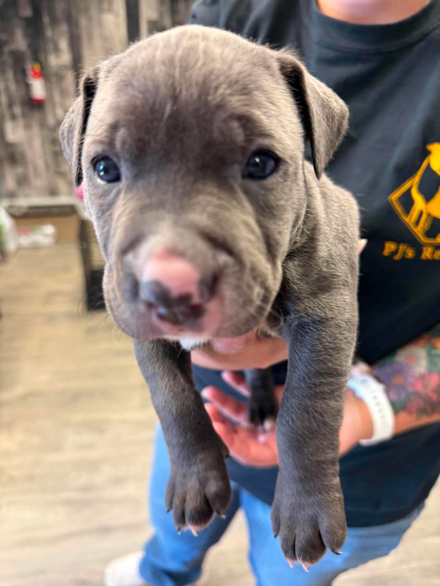 Birch - American Staffordshire Terrier