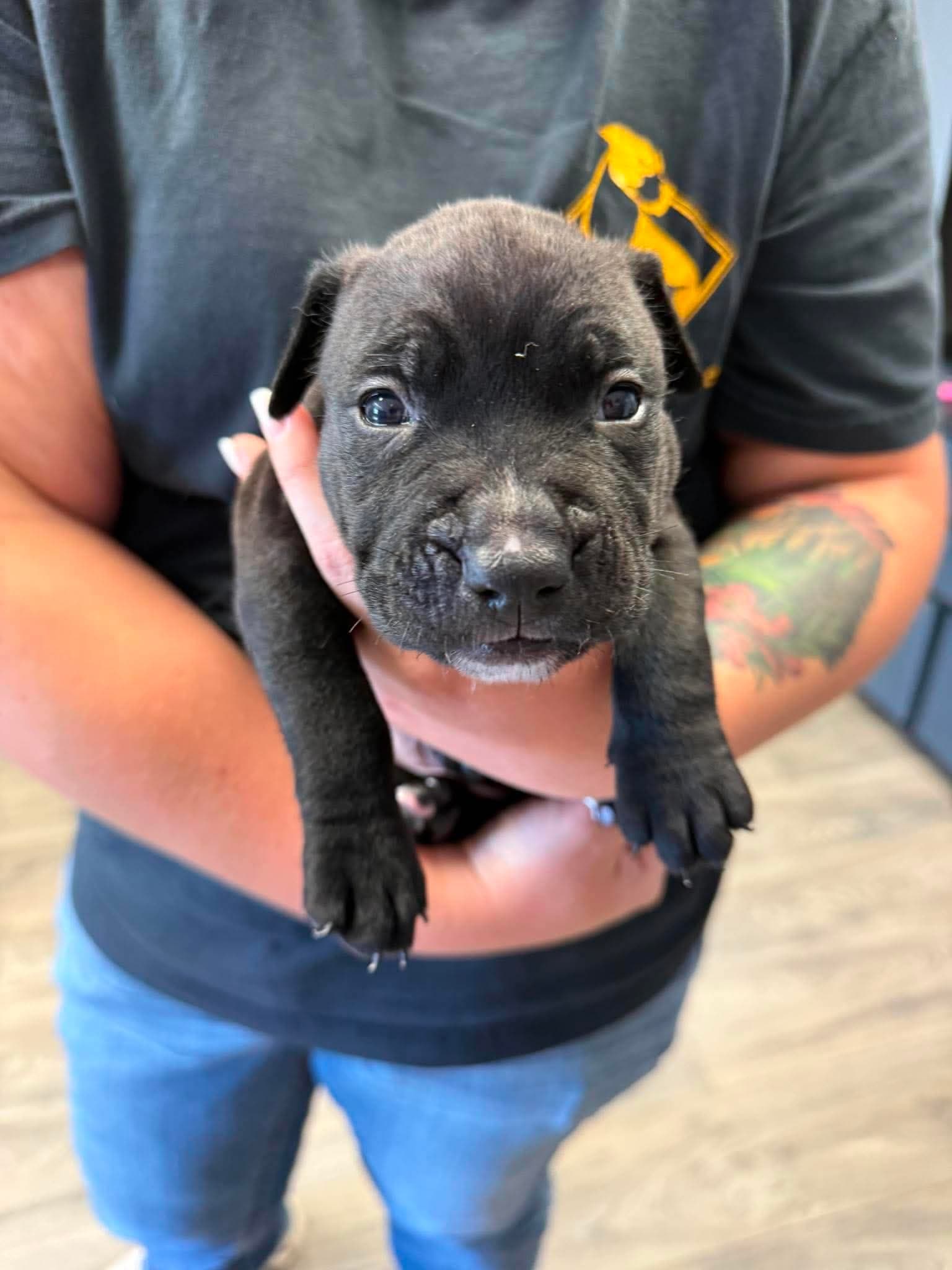 Moss - American Staffordshire Terrier