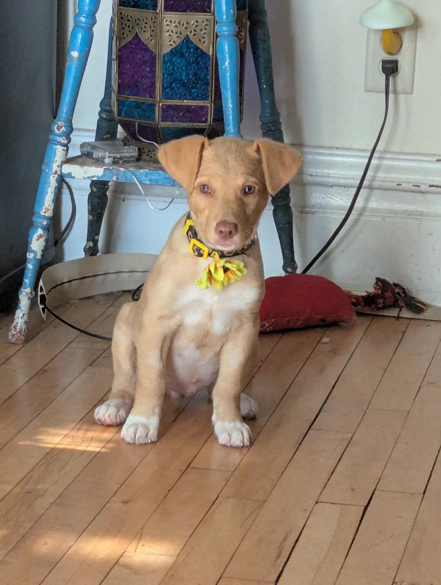 Luna - Terrier