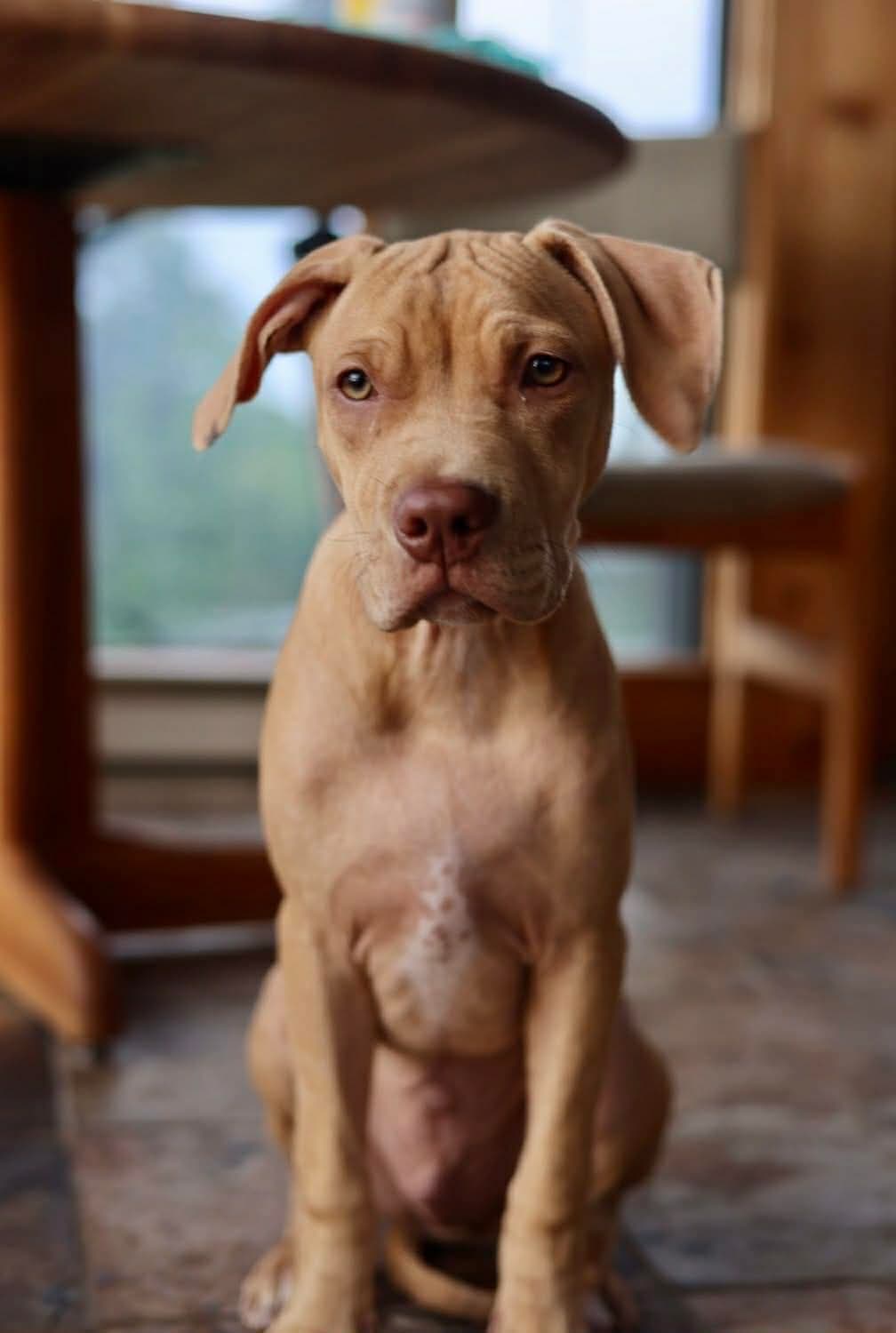 Bolt - American Pit Bull Terrier