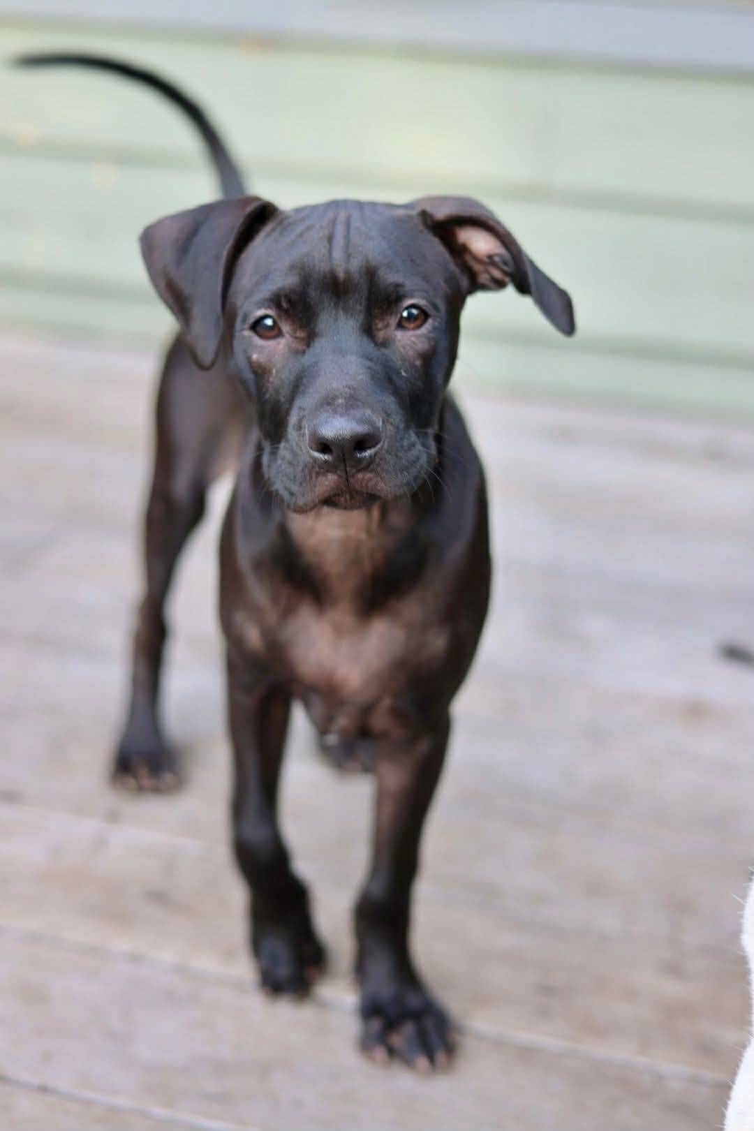 Shadow - American Pit Bull Terrier