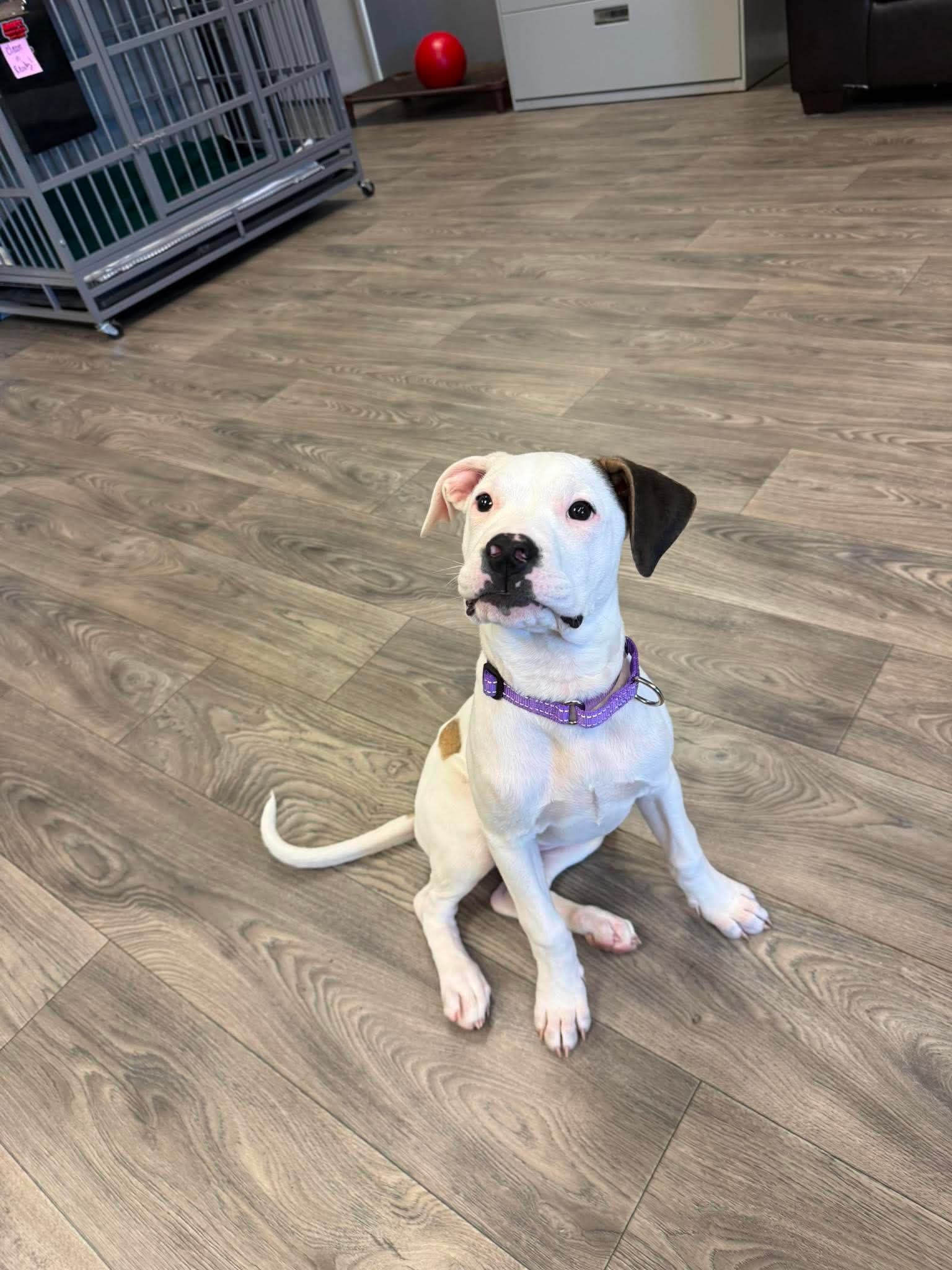 Gigi - American Pit Bull Terrier