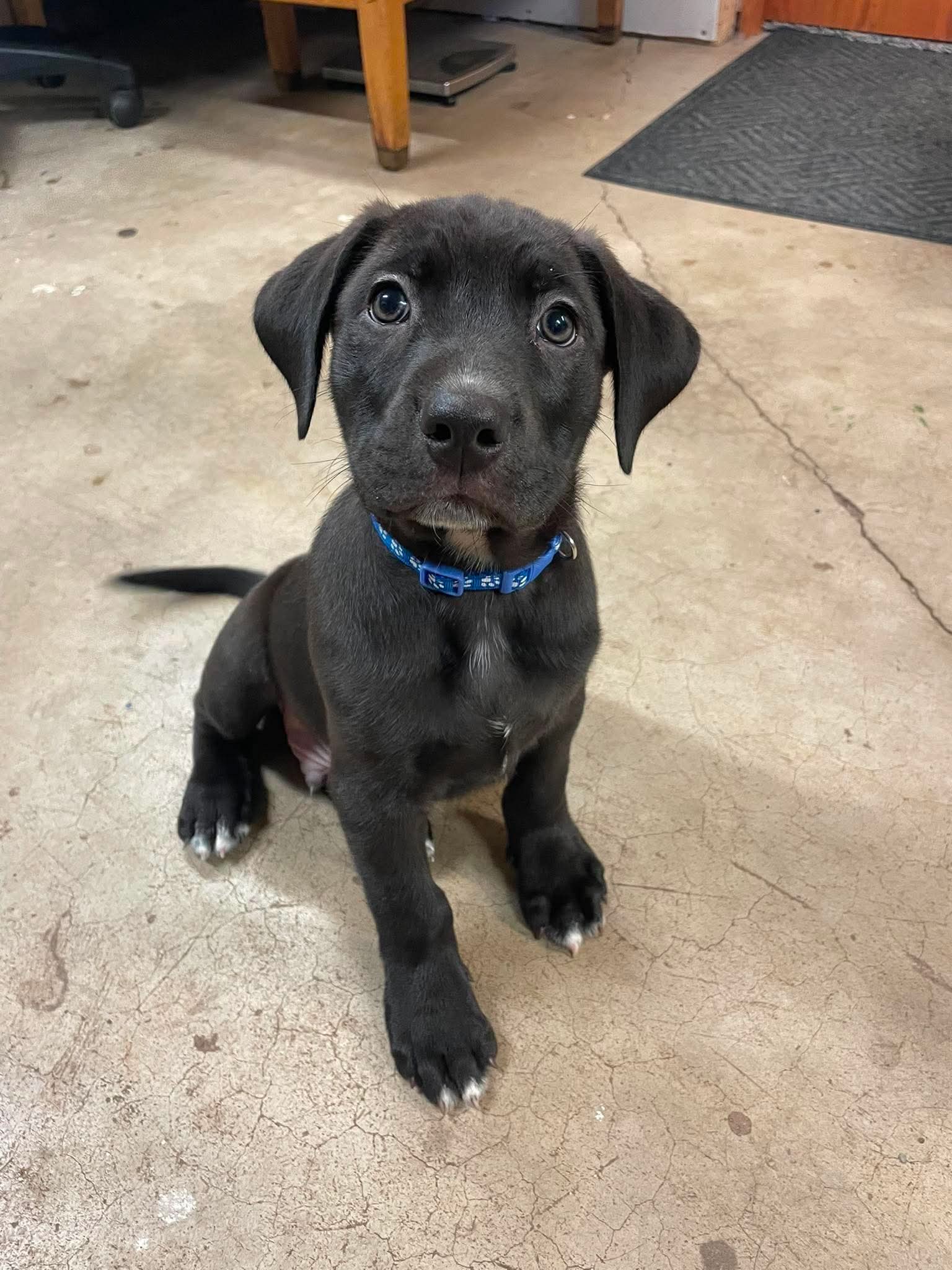 Harvey - Labrador Retriever