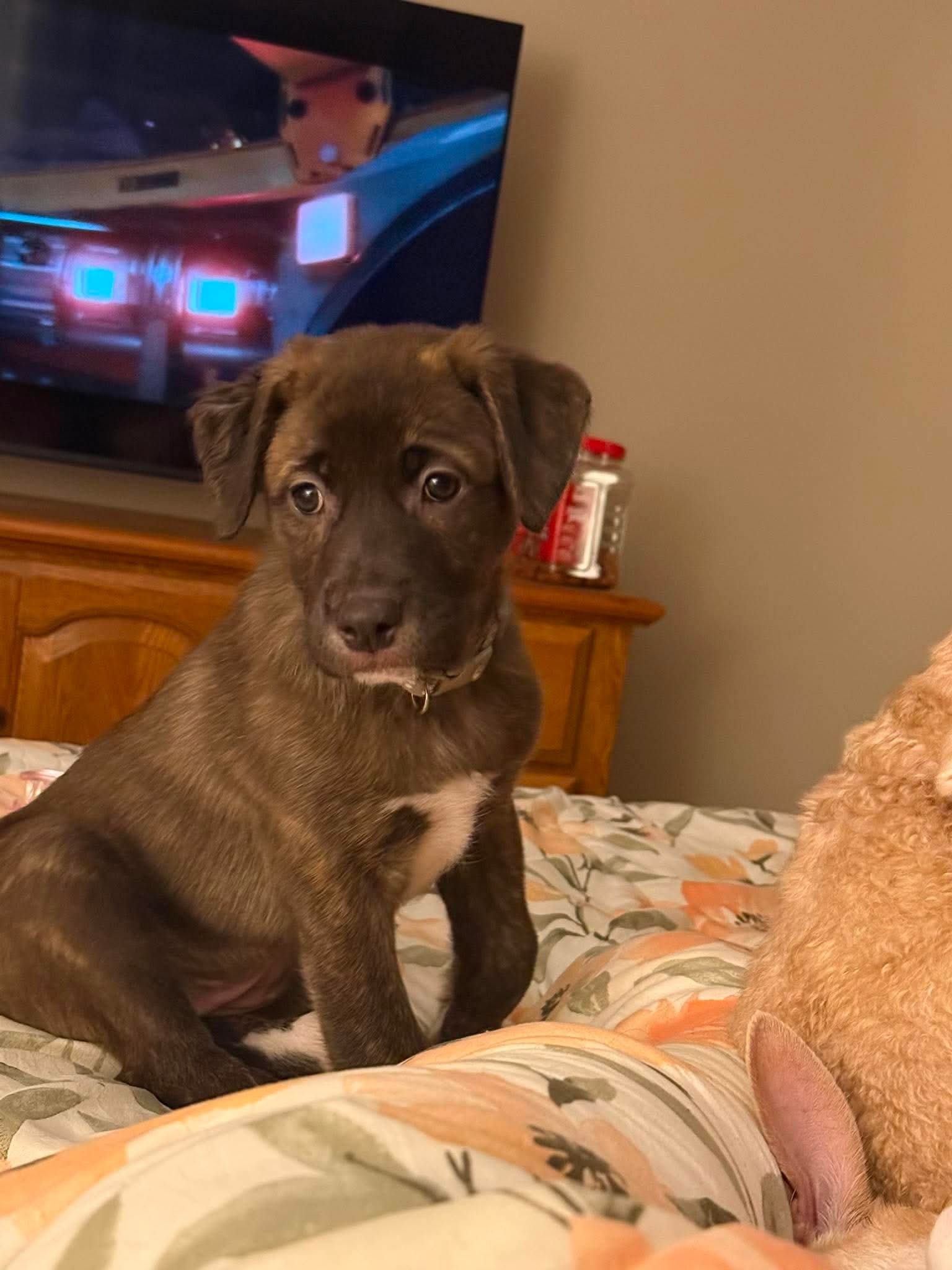Kit - Labrador Retriever