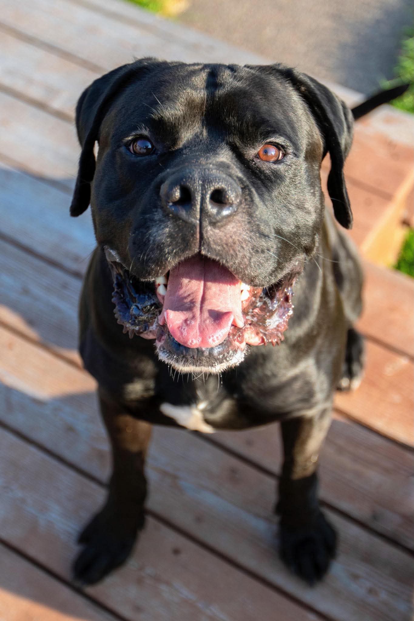 Aza - Cane Corso Mastiff