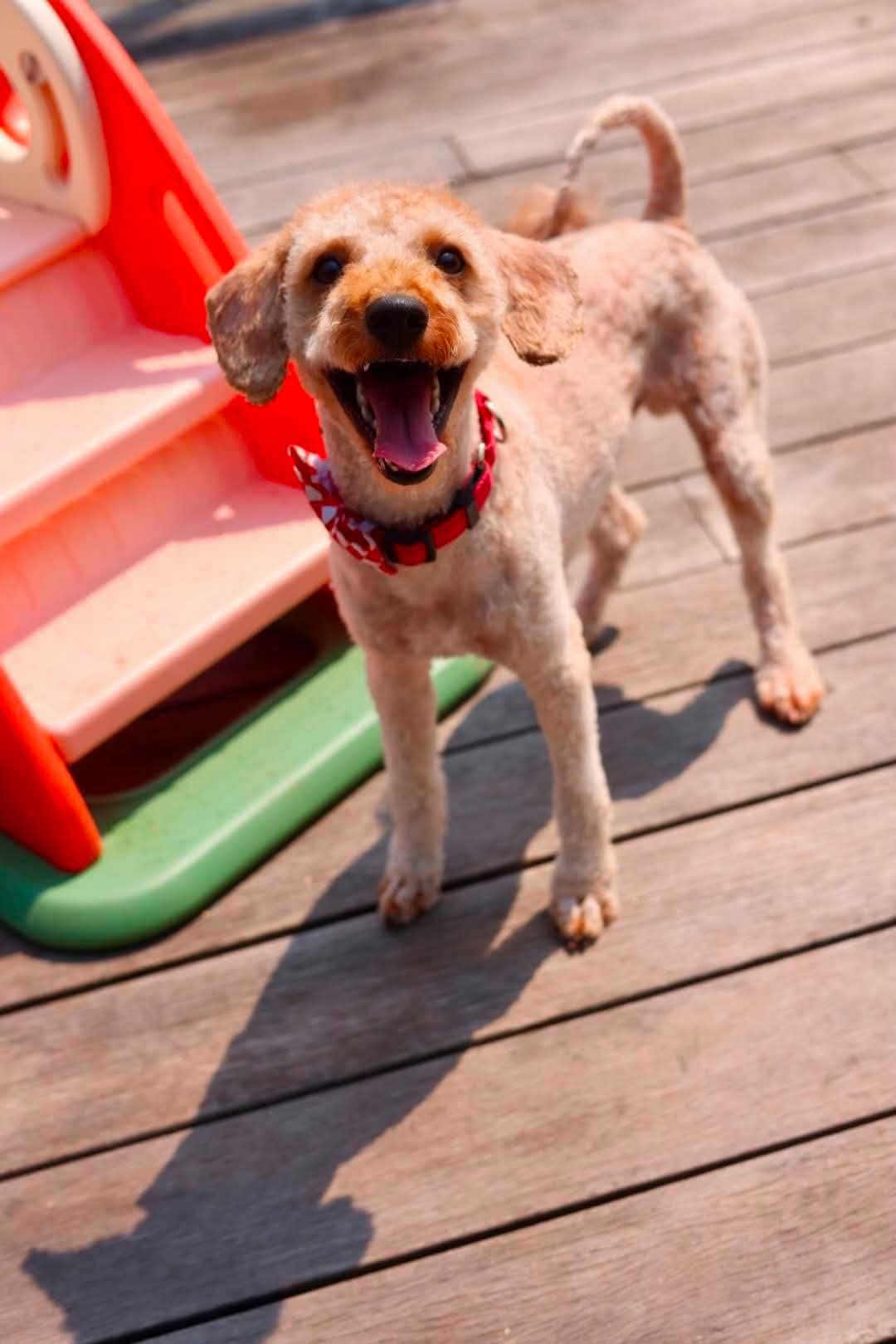 Teddy - Cavalier King Charles Spaniel