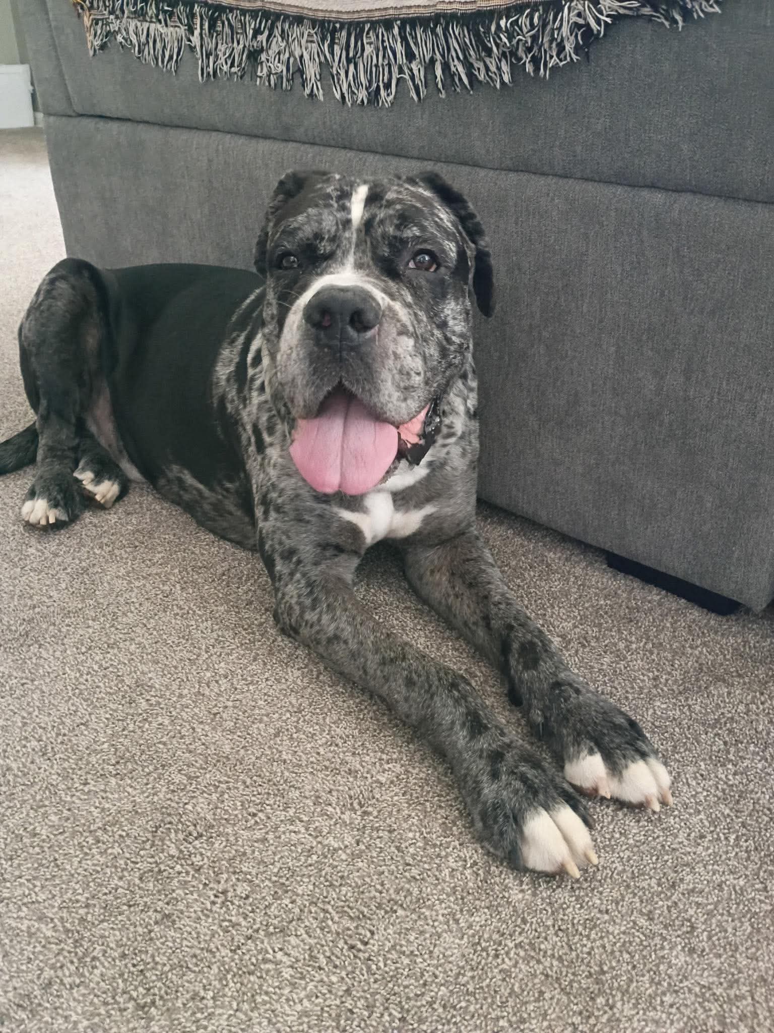 Onyx