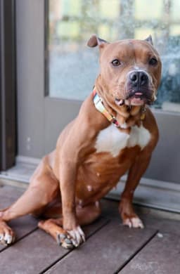 Nyla image 1
