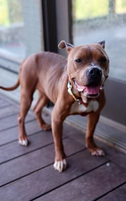Nyla image 2