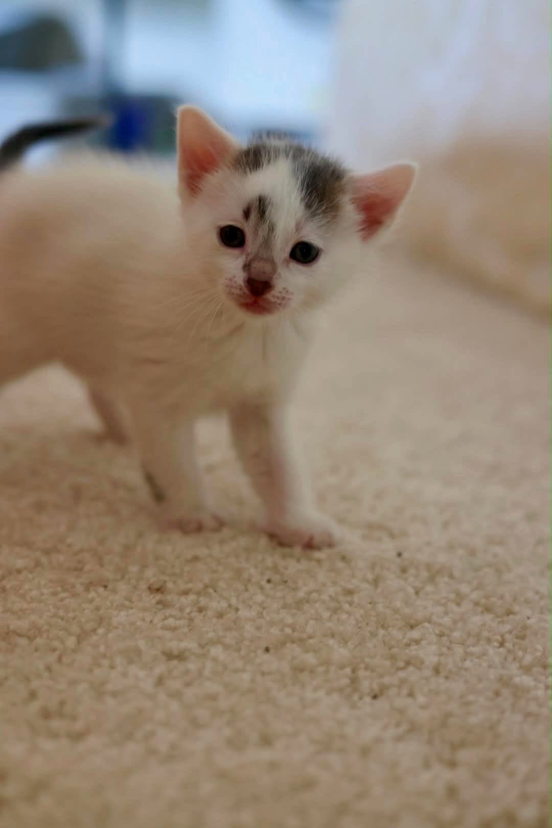 Honey - Domestic Short Hair