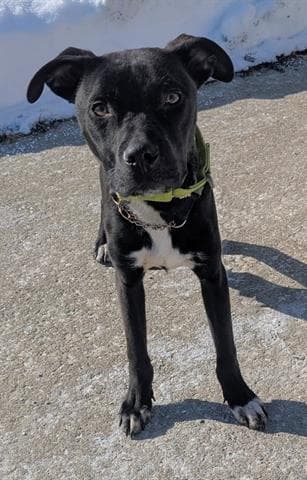 Sumac - Pit Bull Terrier