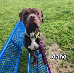 Idaho image 1