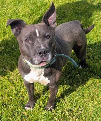 Dayton - Pit Bull Terrier