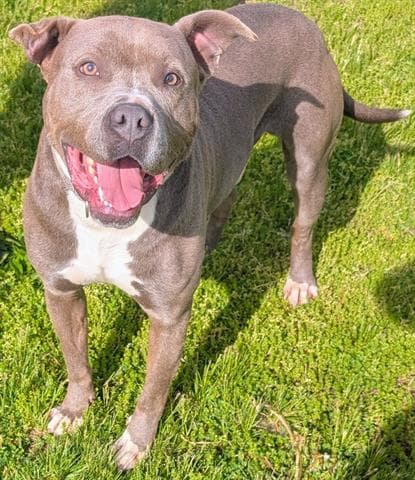 Clyde - Pit Bull Terrier