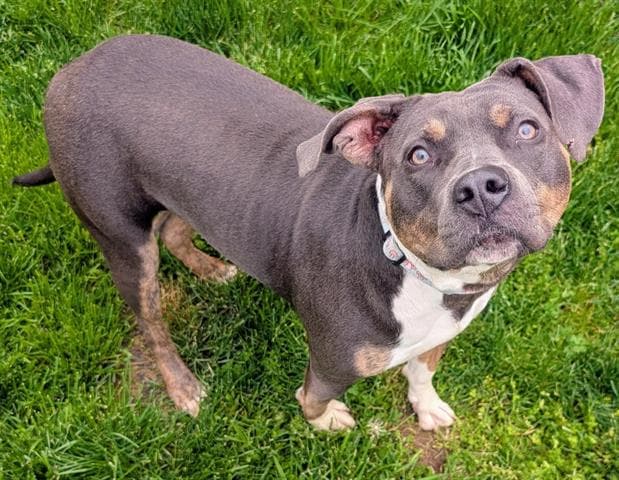 Angel - Staffordshire Bull Terrier