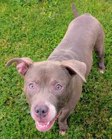 Mr Gray - Staffordshire Bull Terrier