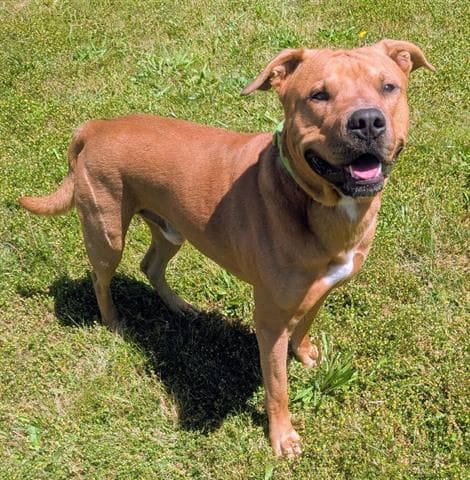 Bubbles Bubs - Rhodesian Ridgeback