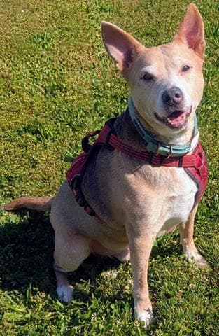 Rusty - Australian Cattle Dog/Blue Heeler