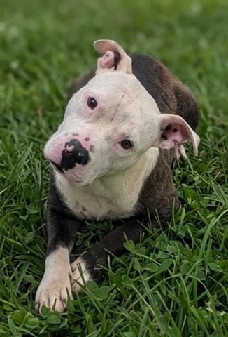River - Pit Bull Terrier