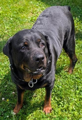 Juniper - Rottweiler