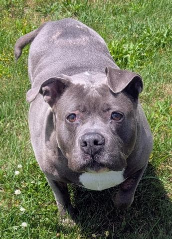 Gabby - Pit Bull Terrier